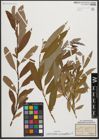 Foto von Salix triandra subsp. amygdalina (L.) Schübl. & G. Martens